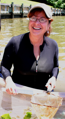 主要作者Denise Breitburg為史密森尼環境研究中心的海洋生物學家。她在乞沙比克灣發現低氧情況如何為魚類及生蠔帶來生存威脅：魚類如銀漢魚會更難躲避獵食者，下降中的低氧水平亦有礙生蠔生長及繁殖，令其更易生病及死亡。(圖片由史密森尼學會的Tina Tennessen提供)