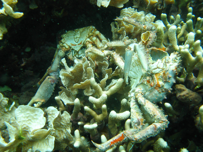 低氧導致巴拿馬博卡斯德爾托羅省及其他地方的珊瑚死亡。圖中的死蟹亦表示出蟹類因缺少溶解氧氣而受到生命威脅。（圖片由史密森尼學會的Arcadio Castillo提供）