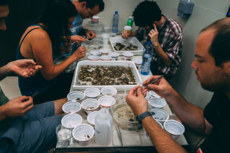 Students and scientists brush off and pick through everything that is not firmly attached to the ARMS plates looking for organisms such as crabs, shrimp, snails and more. These are sorted by eye, counted, and passed to a taxonomic expert. They will also be sampled to determine the genetic sequence that corresponds to the taxonomic identification and build a library of genetic diversity for future use.