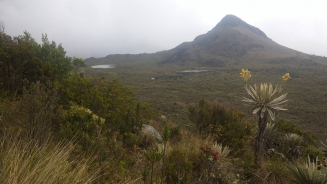 哥倫比亞Paramo山沿海拔梯度分佈的植被 （圖片來源：Jonathan Lenoir）