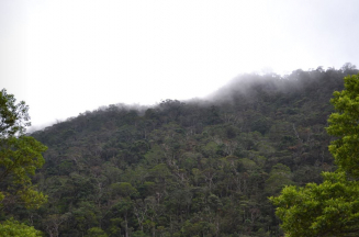 Tropical forests up the slope of Mt. Kinabalu in Malaysia (right: photo by Marie Kobler).