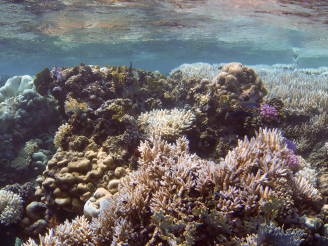 地點: 沙特阿拉伯紅海珊瑚礁群 2015年全球大規模珊瑚白化現象中，紅海近阿卜杜拉國王科技大學岸邊一株已白化的珊瑚。 照片提供: Till Röthig