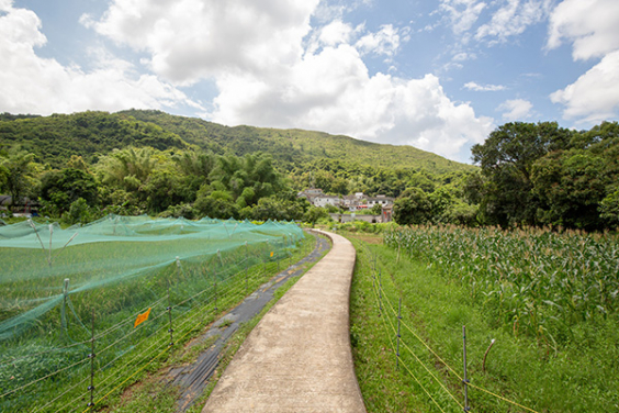 Farming landscape is an important element in Satoyama and cultural landscape concepts. (photo credit: Policy for Sustainability Lab)