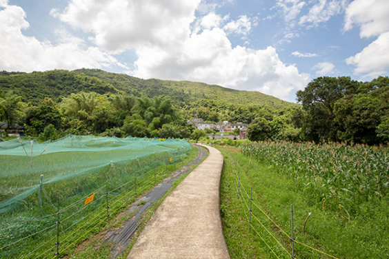 Farming landscape is an important element in Satoyama and cultural landscape concepts. (photo credit: Policy for Sustainability Lab)
