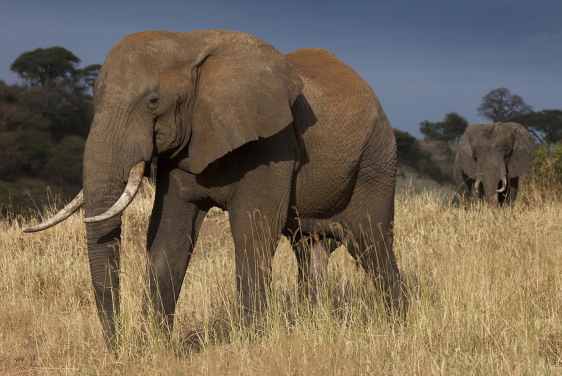 Two savanna elephants (Loxodonta africana) in Tarangire National Park, Tanzania
(Photo Credit: Alex Hofford/WildAid)