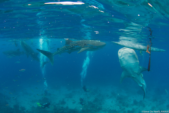 鯨鯊於奧斯洛布Tan-awan地區的淺礁上被餵食（圖片提供：LAMAVE）