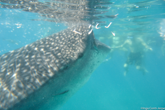 鯨鯊餵飼蝦是常見的畫面（圖片提供：Inga Conti-Jerpe）