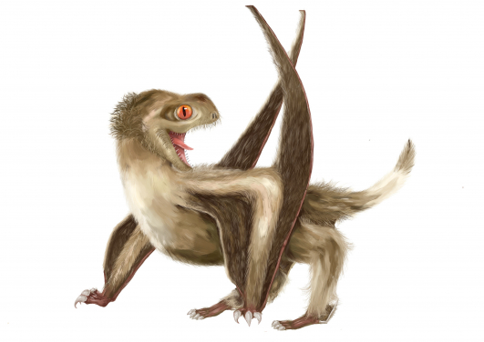 The pterosaur studied has four different feather types over its head, neck, body, and wings, which would have generally had a ginger-brown colour. (Reconstruction by Yuan Zhang)