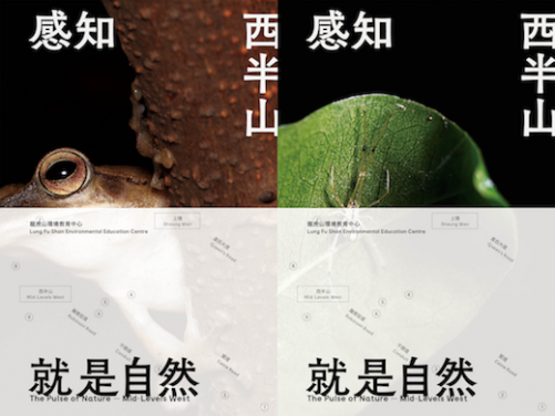 雙封面：斑腿泛樹蛙（左）、圓尾銀板蛛