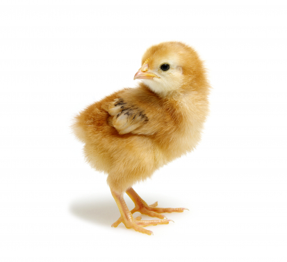 Figure 3. Chickens are up and about within hours of hatching, they are “precocial’ birds that were already known in the age of dinosaurs. Image licensed from Shutterstock.com