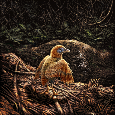 圖四：初生雀鳥在出生後不久便離開雀巢 (約一億二千五百萬年前) 。這隻幼鳥在湖附近生活，可能像其他已絕種的反鳥類雀鳥一樣在地上誕生。