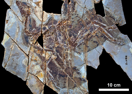 Figure 2. A pristine specimen of the feathered dinosaur Anchiornis huxleyi showing its colour patterns. Melanin was first identified from an animal from this species. Image Credit: Xiaoli Wang).