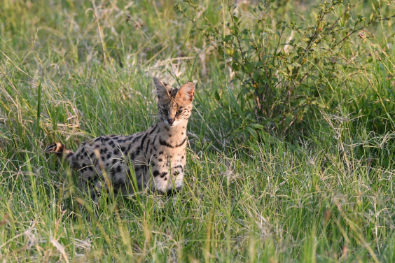 Serval is a secretive small wild cat species in Africa. We have been extremely lucky to encounter this species in our eco-tour.
By Jackson Lau