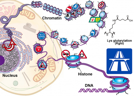 Chromatin maze with various histone modifications as “road signs”. Dr. Li’s team discovered a new histone modification, glutarylation at histone H4 lysine 91, that locates at ‘open’ chromatin where genes are highly expressed – equivalent to a road sign in the maze showing ‘expressway’.