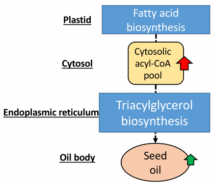 在OsACBP-OE轉基因植物中，有更多的OsACBP2用以結合酰基輔酶A，使酰基輔酶A富集（紅色箭頭），因而提升油類產量（綠色箭頭）。