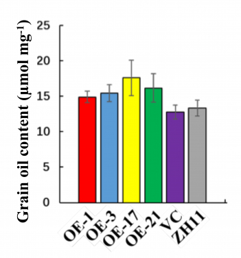 OsACBP2-OE 轉基因水稻種子含有更多的油類。