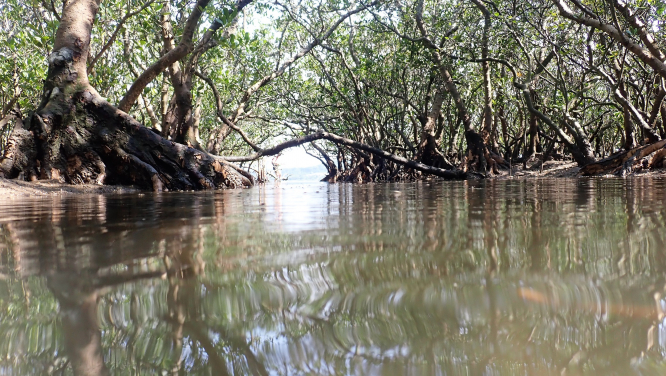 The international team finds now cause for optimism for global mangrove conservation. (Photo credit: The Swire Institute of Marine Science and School of Biological Sciences, HKU)