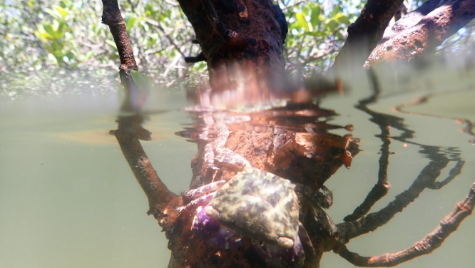 A crab resting on the mangrove in Ting Kok, Tai Po. (Photo credit: The Swire Institute of Marine Science and School of Biological Sciences, HKU)