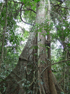 加納Esuboni森林保護區的一棵大樹；相片來源：普利茅斯大學Sophie Fauset