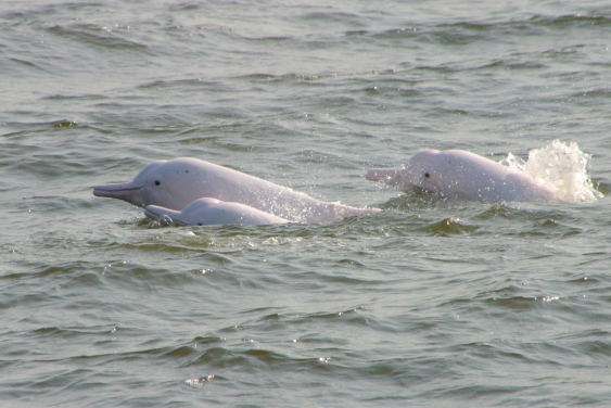 Chinese white dolphins (Sousa chinensis) photo courtesy: Thomas Tue