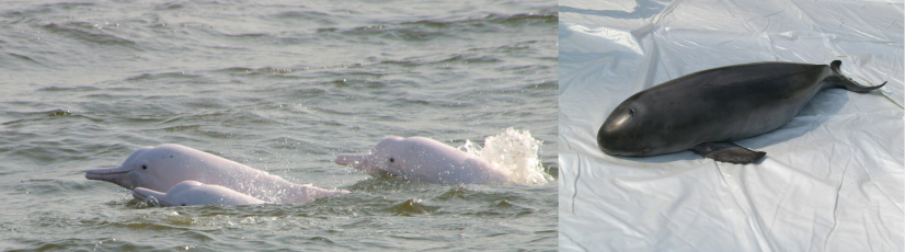 HKU scientists find high concentrations of toxic phenyltin compounds in local Chinese white dolphins and finless porpoises (photo courtesy - left：Thomas Tue, right：AFCD）