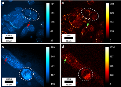 利用嶄新光纖激光（紅色方框內）顯微鏡成形的活體人體細胞的CARS和SRS圖像。
(a)(b) 同時獲得活骨肉瘤（U2OS）細胞的CARS和SRS圖像。
(c)(d) 活體鑒別原發性成肌細胞（PMD）的CARS和SRS圖像。