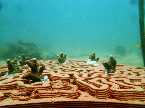 珊瑚礁盤提供結構複雜的基礎供珊瑚碎片附著生長，提高存活的機會。（圖片鳴謝: Vriko Yu）