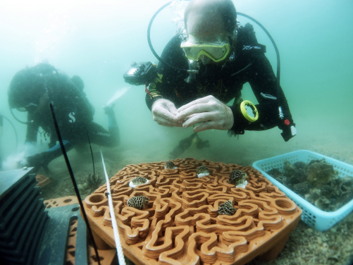 珊瑚礁盤提供結構複雜的基礎供珊瑚碎片附著生長，提高存活的機會。（圖片鳴謝: 漁護署）