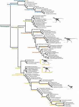 圖二：廓羽盜龍類獸腳類恐龍的進化樹。廓羽盜龍類由偷蛋龍類、擅攀鳥龍類、鳥類和鳥類的近親馳龍類（「盜龍」）和傷齒龍類組成。圖片提供：Pittman et al. 2020.