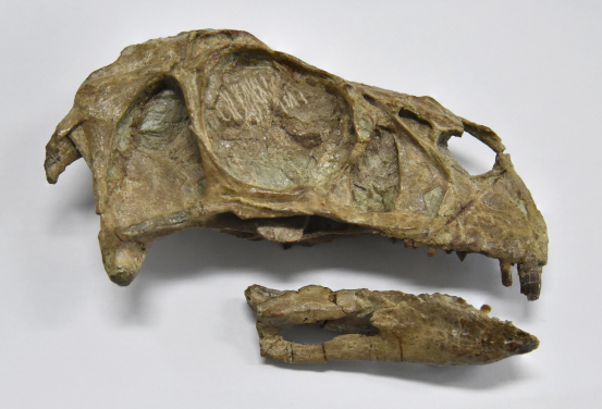 圖四：切齒龍的頭骨，是一種早期偷蛋龍類廓羽盜龍類恐龍。這標本（IVPP V13326）長約十厘米。後期的偷蛋龍類失去了牙齒，進化出喙部。圖片提供：徐星和馬慧芯。