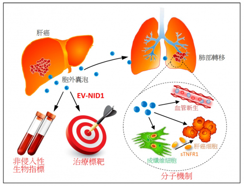 香港大學李嘉誠醫學院（港大醫學院）研究團隊發現，肝癌細胞來源的胞外囊泡（EVs）加促了腫瘤的生長和向肺部轉移。這項嶄新發現為肝癌治療提供了新的生物指標及治療方向。
 
