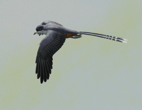 圖一：古鳥類孔子鳥的復原圖。孔子鳥的體型與烏鴉相若，是其中一種最早的帶喙鳥類。有數百件保存完好的標本曾在中國東北部出土。圖片提供 ：Gabriel Ugueto。