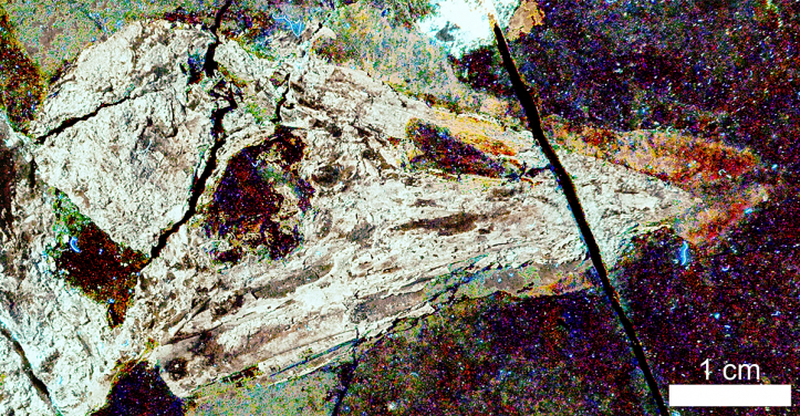 圖二：早期帶喙鳥類孔子鳥的標本。利用了港大共同研發的造影技術「激光誘導熒光技術」製成的圖像。圖右方的紅啡色部分正是（覆蓋在骨質喙上面，像指甲的物質）嘴鞘或 軟喙。圖片提供：文嘉棋和Thomas G Kaye。
 