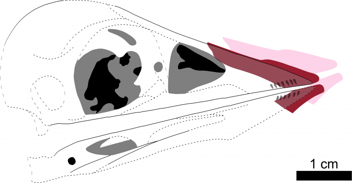 圖三：根據圖二重建的孔子鳥嘴鞘「軟喙」。虛線和灰色區域代表缺失或存疑的化石細節。粉紅色部分代表現時嘴鞘的位置，紅色代表原先的位置。圖片提供：Case Vincent Miller和文嘉棋。
 