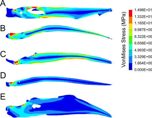 Figure 4. The first test of jaw strength in a dinosaur-era bird. Miller, Pittman and colleagues find the jaw of the early beaked bird Confuciusornis (A) more closely resembles the weak jaw of a living insect-eating bird (B) and plant-eating bird (C) than the stronger jaws of a living fish-eating bird (D) or seed-eating bird (E). Image credit: Case Vincent Miller.
 
