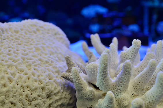 Coral skeletons highlighting the habitat complexity created by Acropora (on the right) compared to the less-complex massive corals that now dominate Hong Kong. (Photo credit: Jonathan Cybulski)

 