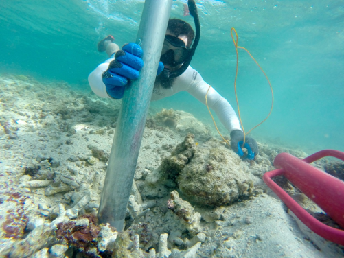 Cybulski 在海底搜集珊瑚沉積物。 (圖片提供： Kiho Kim博士)
 