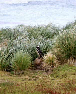 On a summer day, a Magellanic penguin (Spheniscus magellanicus) rests on a pedestal outside of their burrow in the peat of the tussac grassland, East Falkland Island, Falkland Islands. (Photo courtesy: Dulcinea GROFF)