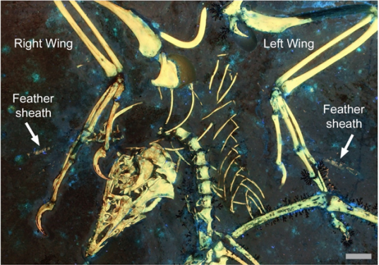 古鳥類始祖鳥翅膀上的羽毛鞘殘留物，顯示了最早的複合換羽策略的證據。白色箭頭指示的為羽毛鞘。比例尺是1厘米。圖片提供：Kaye et al. 2020.

 