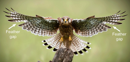 換羽途中的掠食性鳥類。白色箭頭表示羽毛間隙。圖片提供：Shutterstock.

 