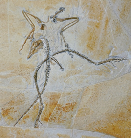 瑟莫波利斯的始祖鳥標本。這著名的早期鳥類化石在美國懷俄明州的Wyoming Dinosaur Center展出。圖片提供：Kaye et al. 2020.
 