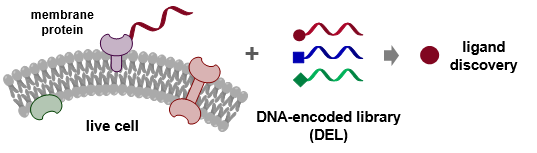 Graphic illustration of the work: DNA-programmed affinity labelling (DPAL) enables the direct screening of DNA-encoded chemical libraries (DELs) against membrane protein targets on live cells to create novel drug discovery opportunities.
 