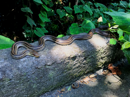 A Japanese four-lined rat snake
 (Elaphe quadrivirgata) on Kozu Island. (Image credit: Félix Landry Yuan)