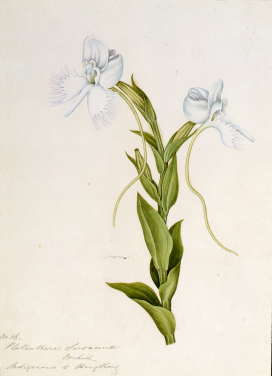 Highlighted Exhibits

Replica of The Flora of Green Bank Hong Kong (1848)
Botanical watercolour (31.8 x 21.7 cm), 1848
© Peter and Renate Nahum 

Green   Bank   located    between   Wyndham and Wellington Street in 1840s - 1850s, was a home for Charles Joseph Braine, an botany and horticulture enthusiast, who moved from Canton (now Guangzhou) to Hong Kong in 1841.

Now, the Common Phaius, Ink Orchid, Scarlet Renanthera or Kwai-fah on the Orchid Walk are no longer seen. Traces that remain from the once luxuriant  area are the street structures  inherited from the garden, and the modern-day road later named "Lan Kwai Fong".