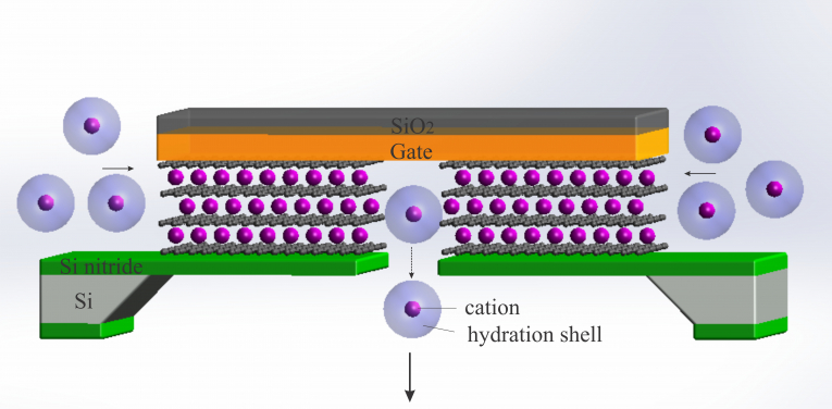 Schematic of the atomic-scale ion transistor made of graphene channels of 3 angstrom size. The electric potential is applied to mimic the electric charge on the walls of biological channels and enables ion intercalation and permeable ion transport beyond a percolation threshold. (Credit: Yahui Xue)