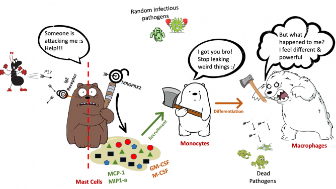 Cartoon depicting the overall pathway involved in MRGPRX2 mediated monocyte recruitment and differentiation. P17 activation of MRGPRX2, but not IgE receptor in mast cells resulting in cytokine releases (MCP-1, MIP1-α, GM-CSF and M-CSF) and subsequent monocyte recruitment and differentiation.