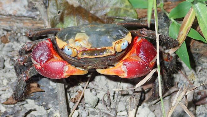 Large crabs, such as Chiromantes haematocheir, constantly rework the sediment, providing nutrients and oxygen to the mangrove trees. (Photo credit: Stefano Cannicci)