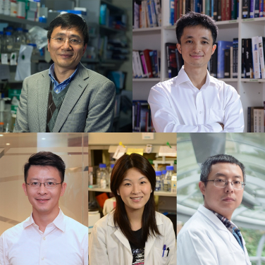 (upper) Senior Research Fellows 
Professor Hongzhe SUN (Department of Chemistry)
Professor Wang YAO (Department of Physics)
(lower) Research Fellows
Dr Kaibin HUANG (Department of Electrical & Electronic Engineering)
Dr Stephanie K.Y. MA (School of Biomedical Sciences)
Dr Jinyao TANG (Department of Chemistry)