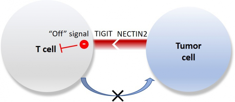 The research team identified an important TIGIT-NECTIN2 immune checkpoint axis in liver cancer, of which the molecular ligand - NECTIN2, on tumour cell surface is bound to one of the T cell receptors – TIGIT, and could induce a ‘off’ signal to suppress T cell activity. This indicates the possibility to restore immune attack on tumour cells by creating inhibitor that could target TIGIT-NECTIN2 immune checkpoint axis, as well as developing a more effective precision treatment for liver cancer.
 