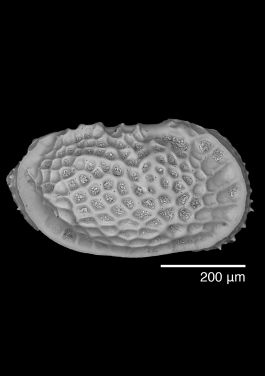 小型貝殼化石———介形蟲（Neocytheretta faceta）(相片提供：洪媛媛博士)
 